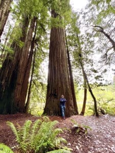 Tallest Trees on Earth