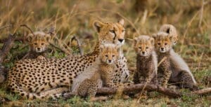 Adult cheetah with four babies