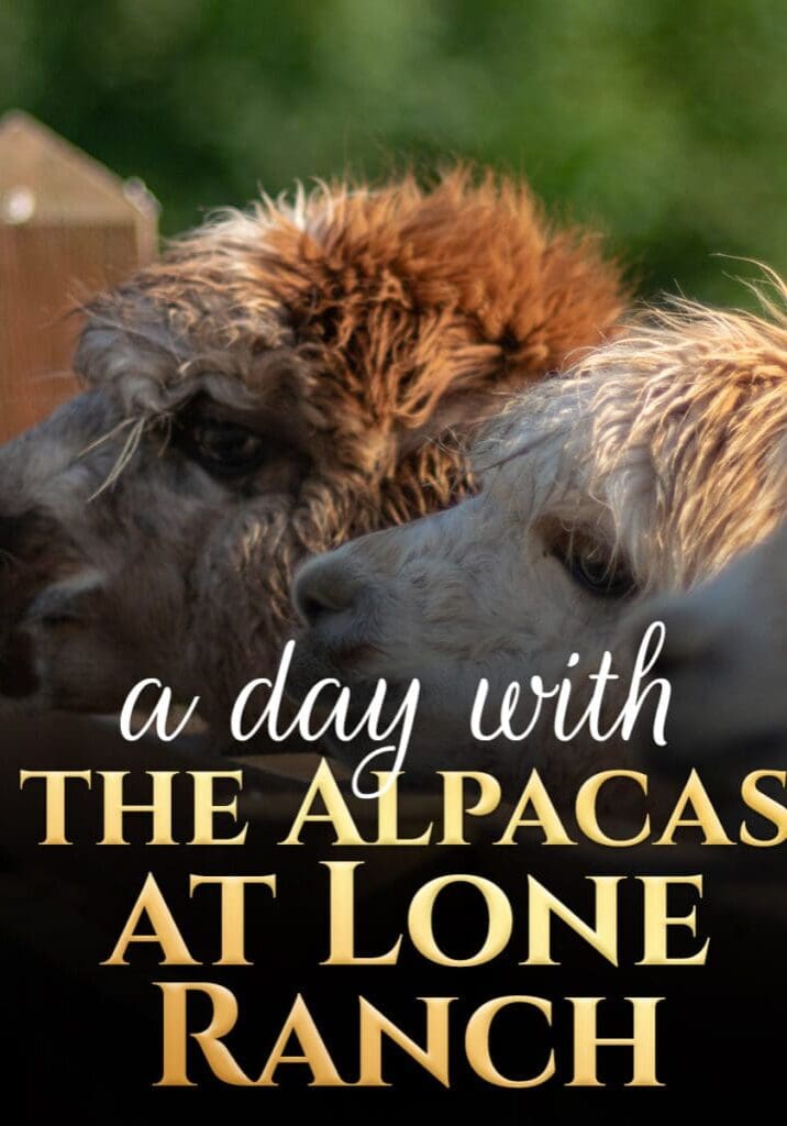 EagleGolf_Blog1_Alpacas