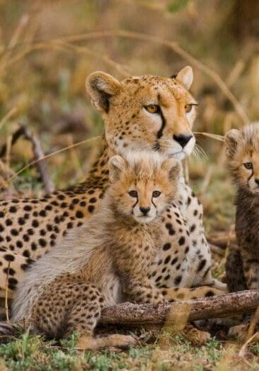 Adult cheetah with four babies