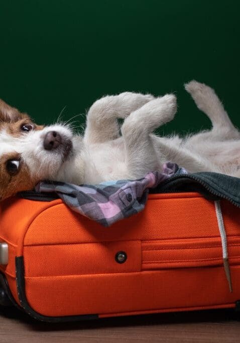 Traveling with your dog