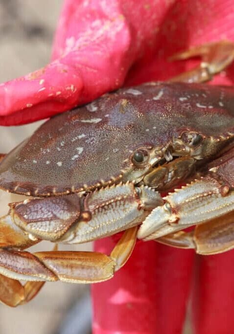 crabbing on the Southern Oregon coast